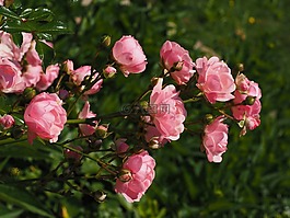 玫瑰,薔薇,粉紅色