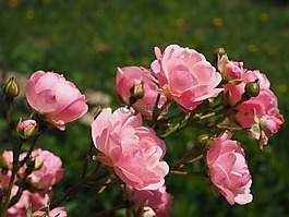 玫瑰,薔薇,粉紅色
