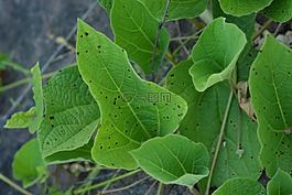 葉,樹,植物區(qū)系