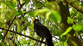 黑鳥,鳴鳥,性質(zhì)