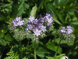 季節(jié),花,鮮花