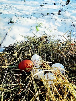 雞蛋,稻草,雪