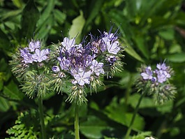 bueschelschoen,叢生的花,季節(jié)