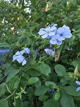 花,綠色,自然