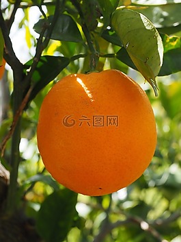 橙,水果,橙色