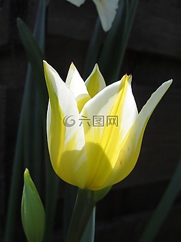 光,希望,郁金香