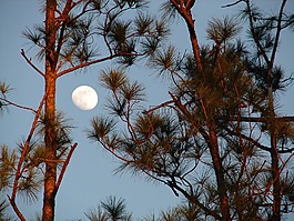 月亮,太陰,松樹