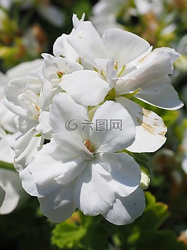 天竺葵,開花,白