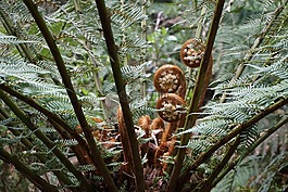 蕨類植物,雨林,自然