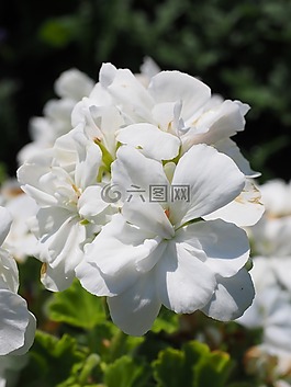 天竺葵,開花,白