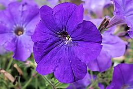 矮牽牛,花,開花