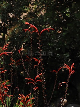 花園 montbretia,花,開花