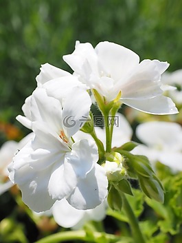 天竺葵,開花,白