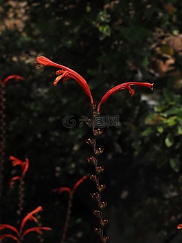 花園 montbretia,花序,花