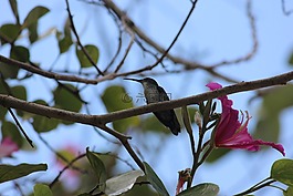 蜂鳥,鳥,蜂鳥布什