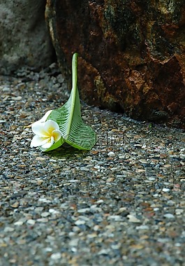 茉莉花,人行道,雨