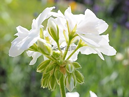 天竺葵,開花,白
