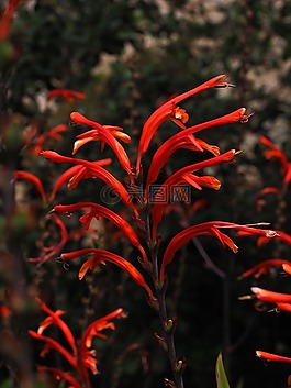 花園 montbretia,花序,花