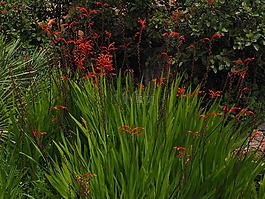 chasmanthe,schwertliliengewaechs,iridaceae