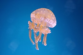 海洋,海蜇,魚