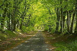 森林路徑,陽光,景觀