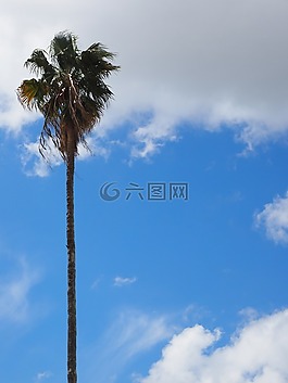 棕櫚,樹,部落