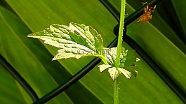 葉子,樹,綠色