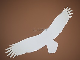 阿德勒,鳥(niǎo),剪影