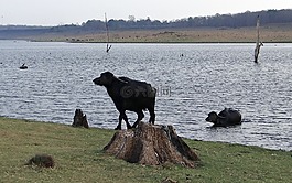 水牛,牛,動物