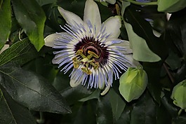 西番蓮藍(lán),共同的熱情花,宏照片