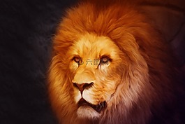 狮子,photoshop,肖像