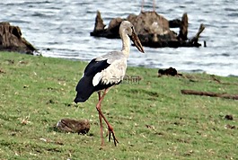 亚洲 openbill,亚洲 openbill 鹳,anastomus oscitans