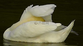 天鵝,水,水域
