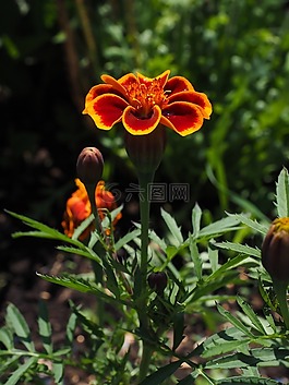 万寿菊,开花,红色