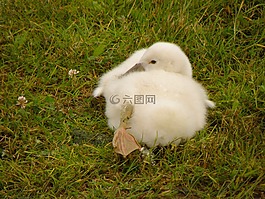 天鵝,幼獸,白