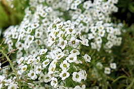 鮮花,廠,性質(zhì)