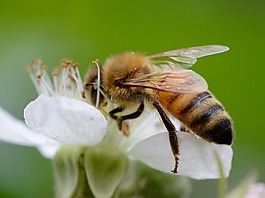 花,蜜蜂,授粉