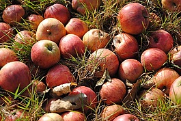 蘋(píng)果,秋季,紅蘋(píng)果