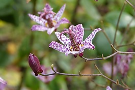 tricyrtis 希尔,百合,花