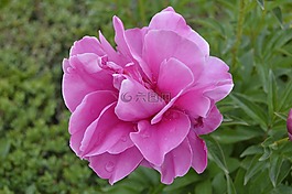 牡丹,玫瑰,花園