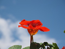 焊菜屬的植物,水芹,開花