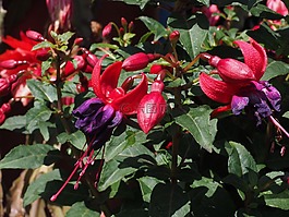 紫红色,鲜花,花