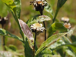 种子是,花,干