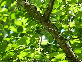 樹,枝杈,葉子