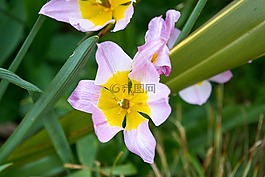 花,植物區(qū)系,植物學(xué)