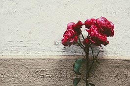 花,玫瑰,德卡