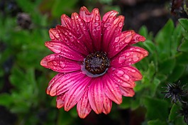 花,紫,性質(zhì)