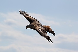 鳥類,鷹