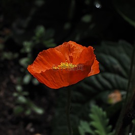 罌粟,紅色,klatschmohn