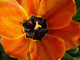 tulpenbluete,郁金香,春天